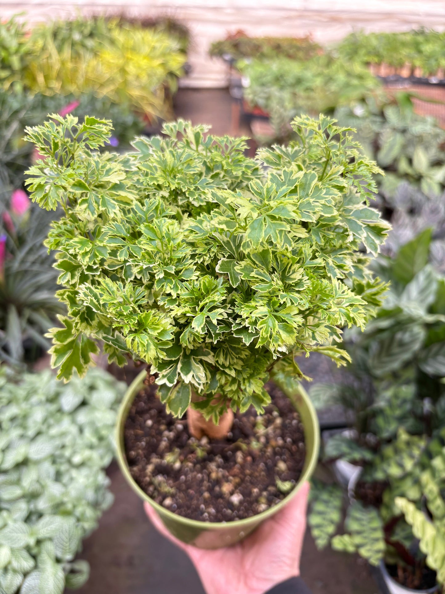 Aralia Ming Gold Mini Bonsai potted plant