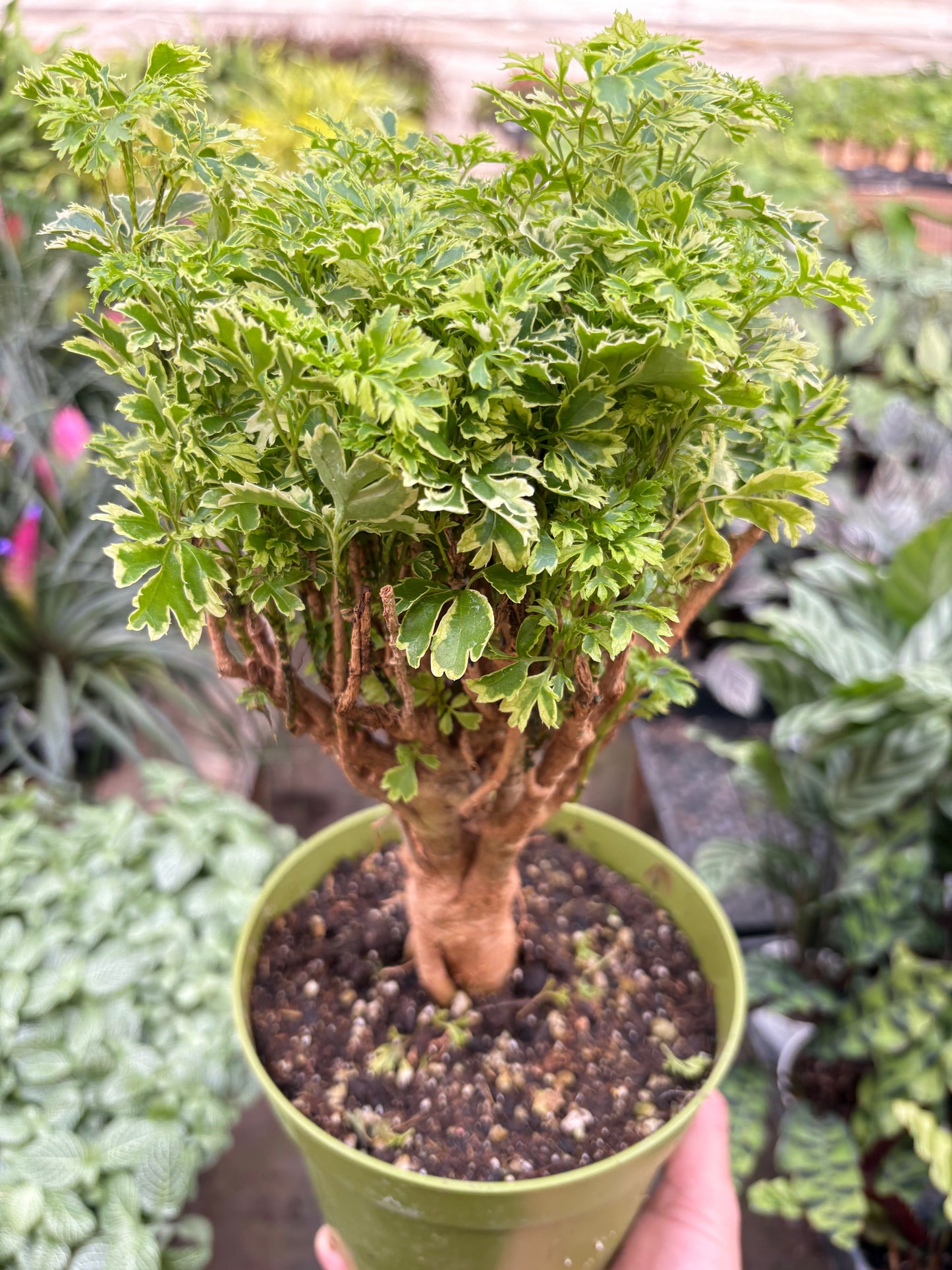 Aralia Ming Gold Mini Bonsai potted plant