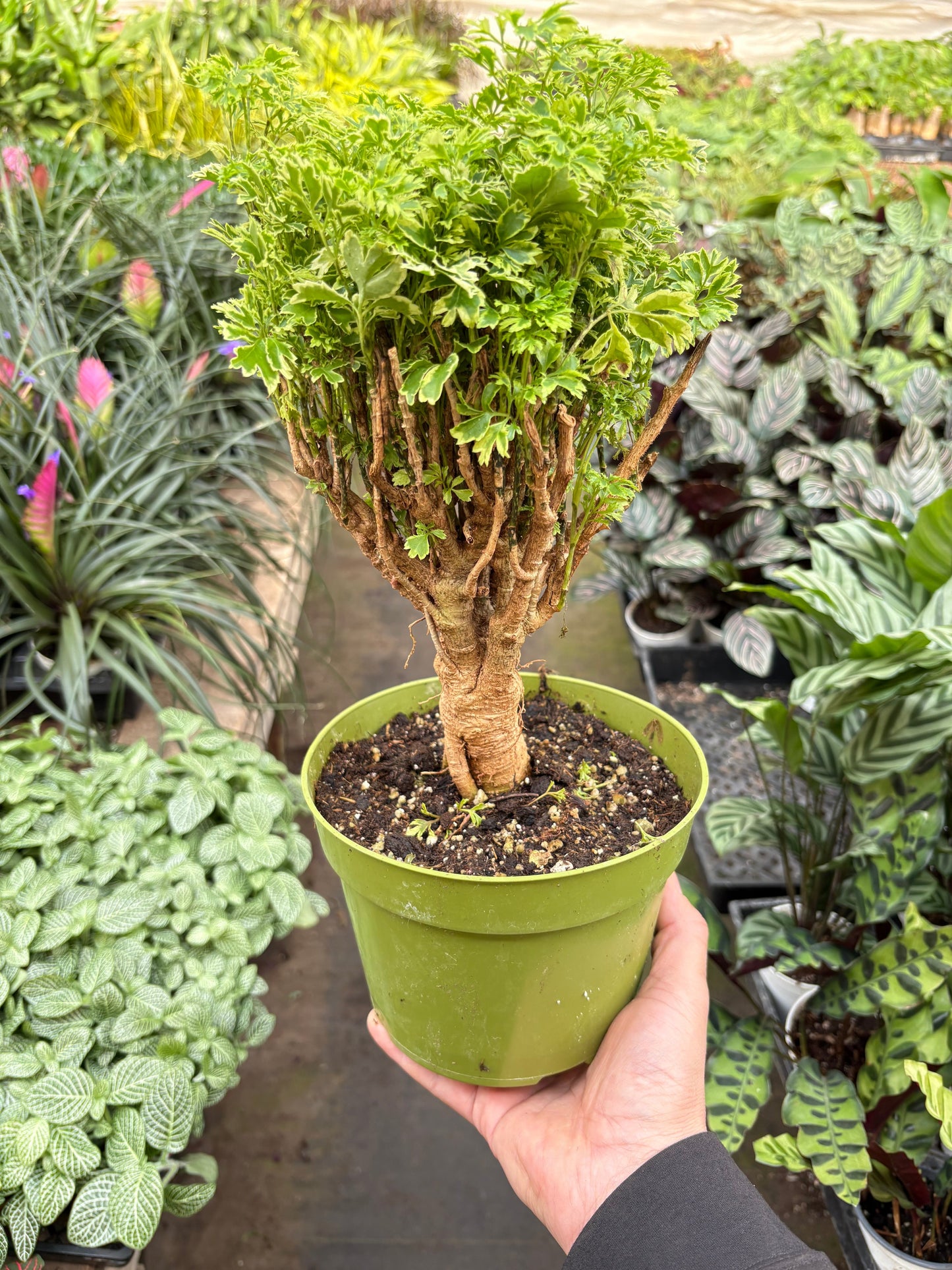 Aralia Ming Gold Mini Bonsai potted plant