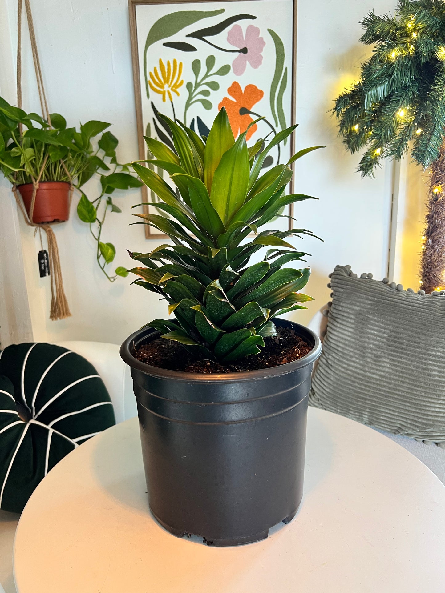 Veronica's Dracaena Janet Craig Compacta