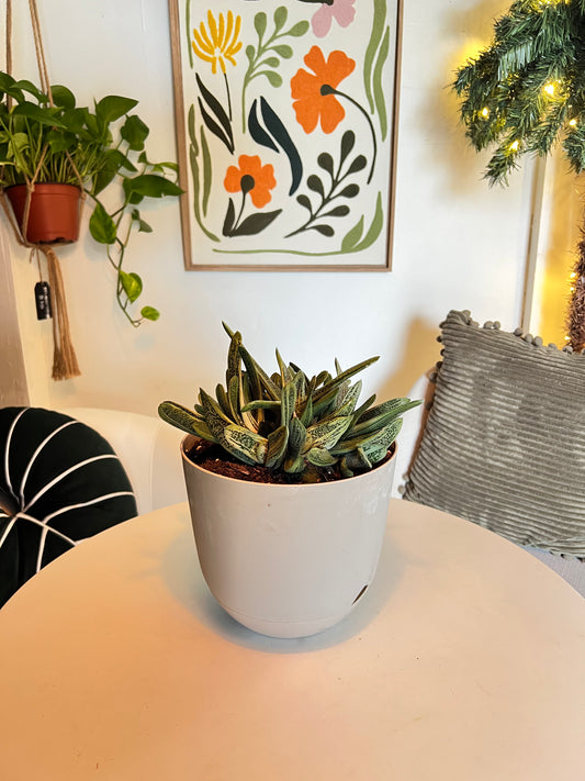 Veronica's Gasteria Little Warty in ceramic pot