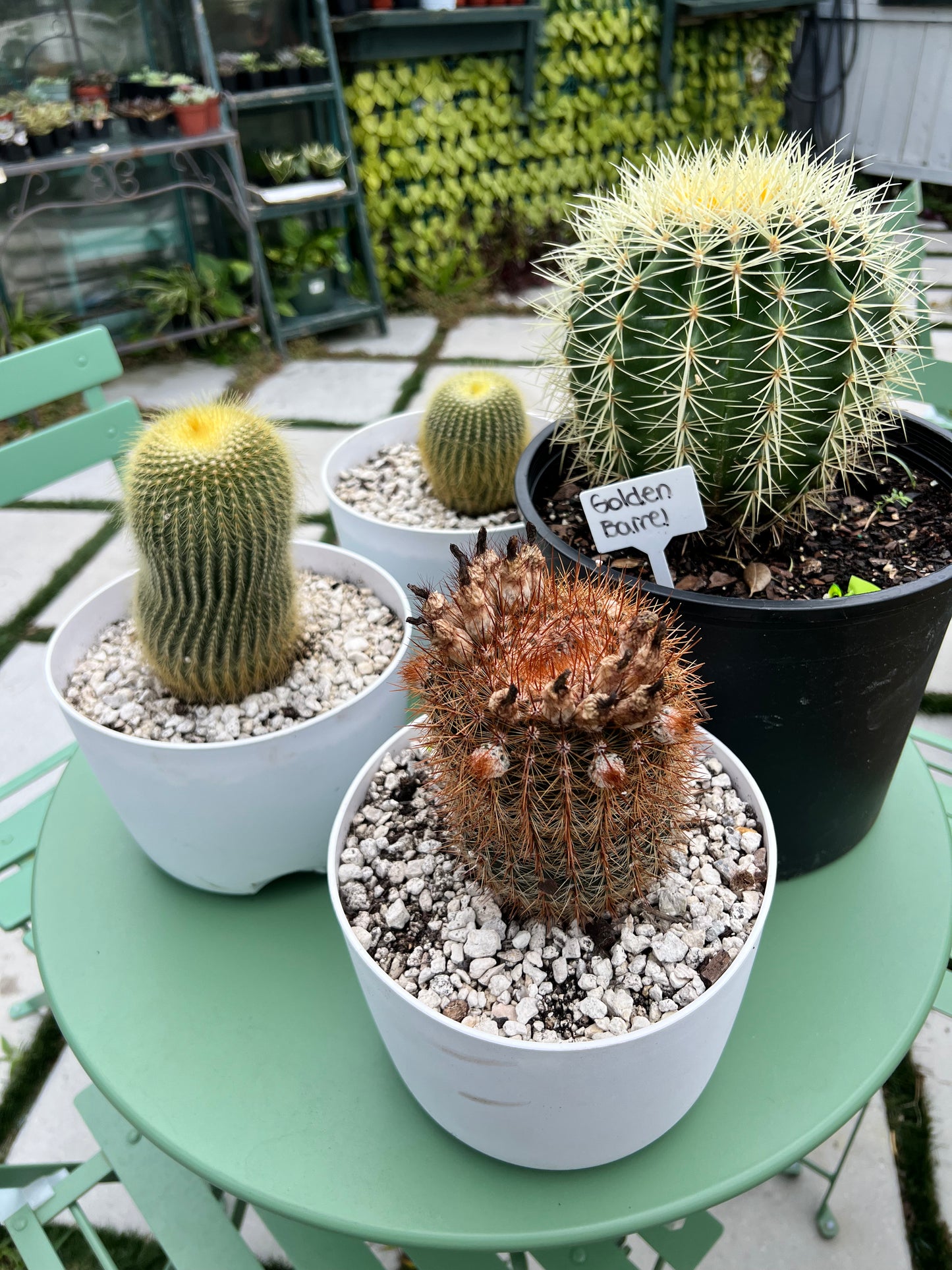 Veronica's Golden Barrel Cactus