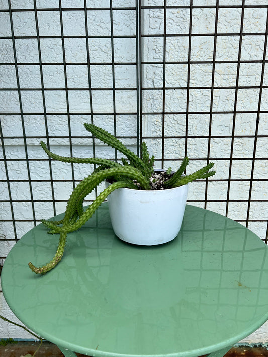 Veronica's Huernia Macrocarpa in a Plastic Pot