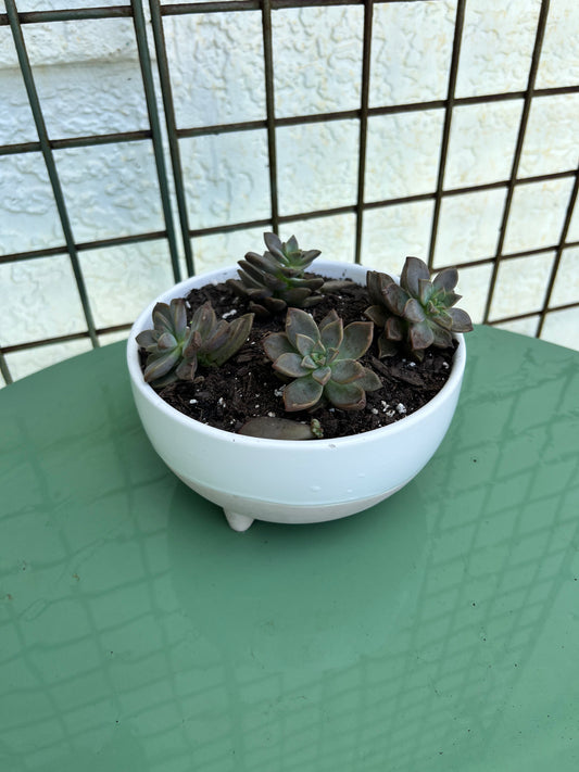 Veronica's Succulent Arrangement in Ceramic Pot