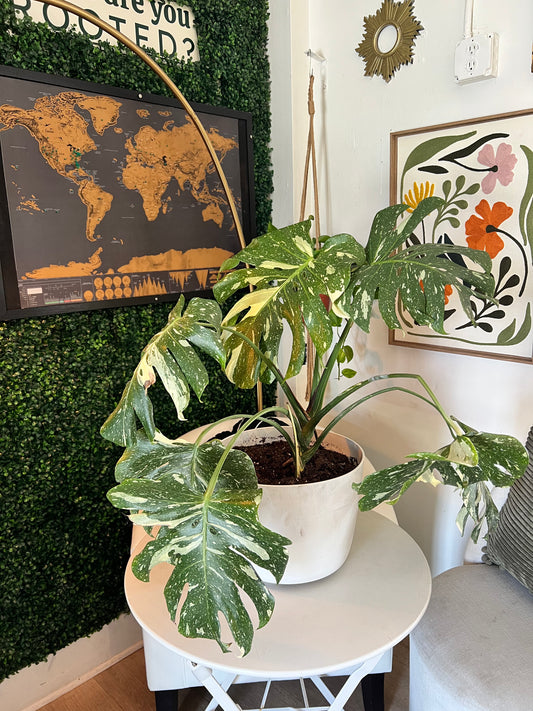 Veronica's Large Thai Constellation in a Plastic Pot