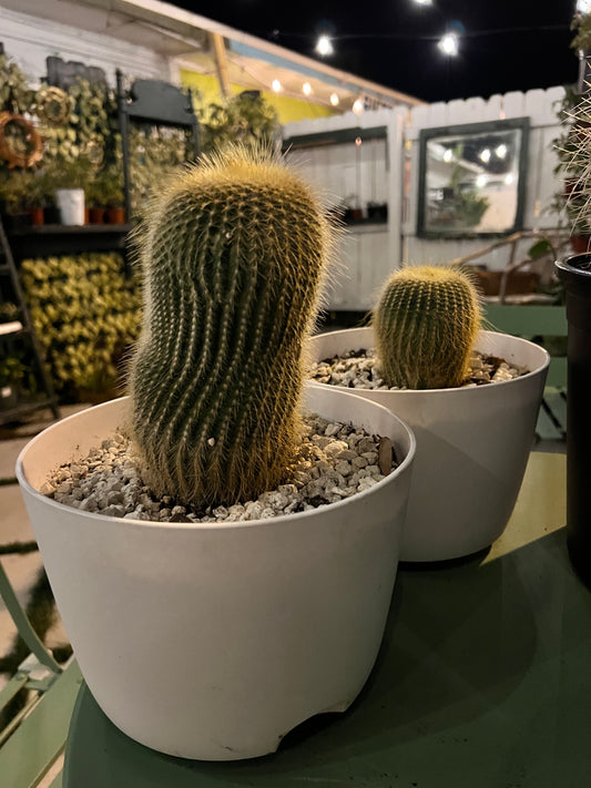 Veronica's Notocactus Leninghausi in a Plastic Pot