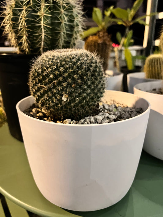Veronica's Mamillaria Albilanata Cactus in a Plastic Pot