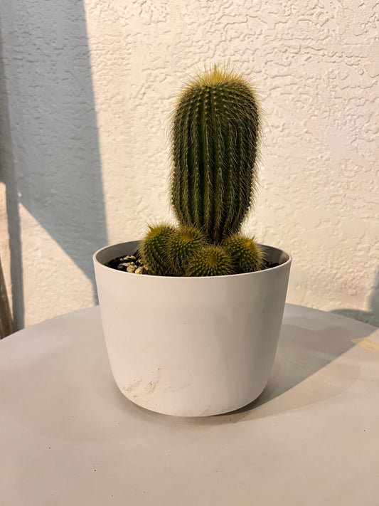 Veronica's Parodia Leninghausi in a Plastic Pot