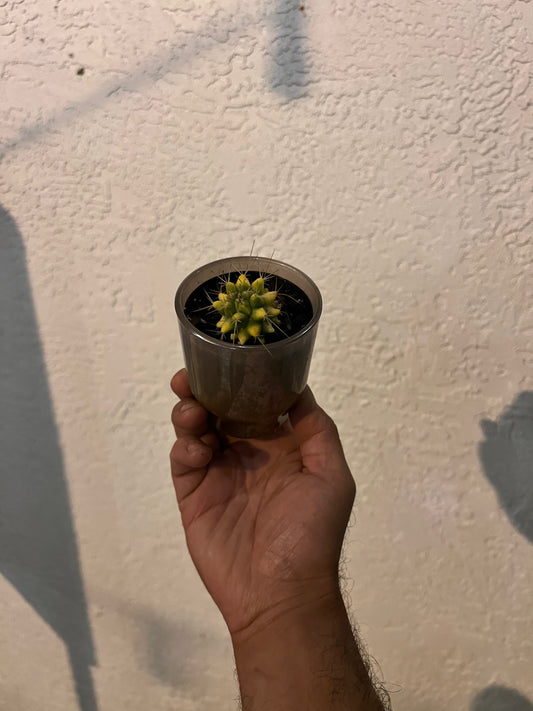 Veronica's Small Cactus in a Small Clay Pot