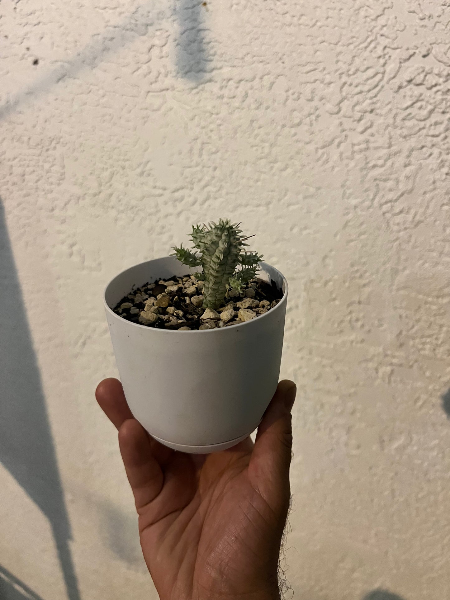Veronica's Small Cactus in a Plastic Pot
