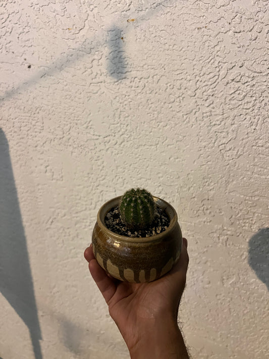 Veronica's Small Cactus in a Medium Pottery Planter
