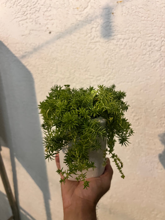Veronica's Sedum Angelina in a Ceramic Pot