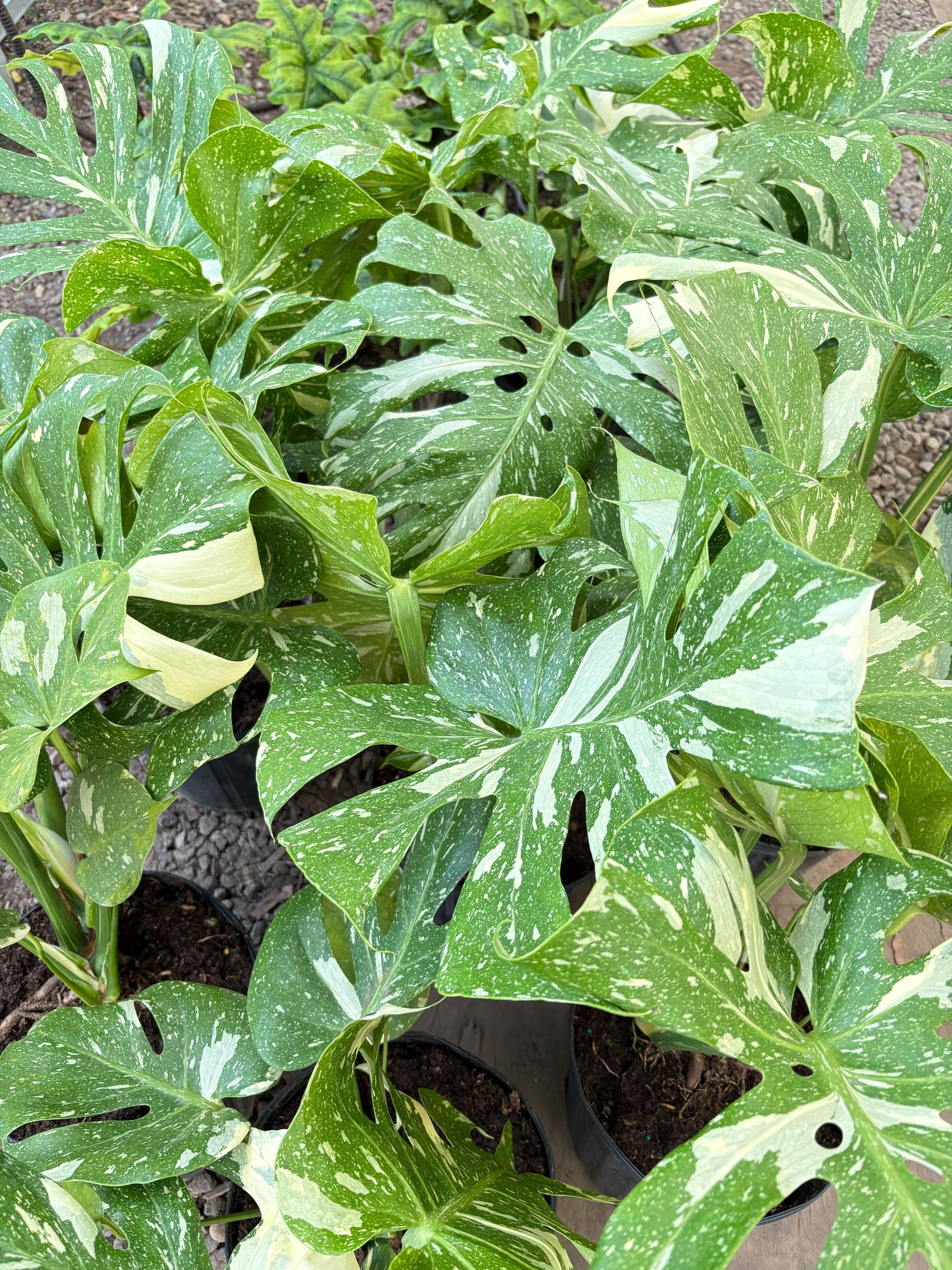 Monstera 'Thai Constellation' potted plant