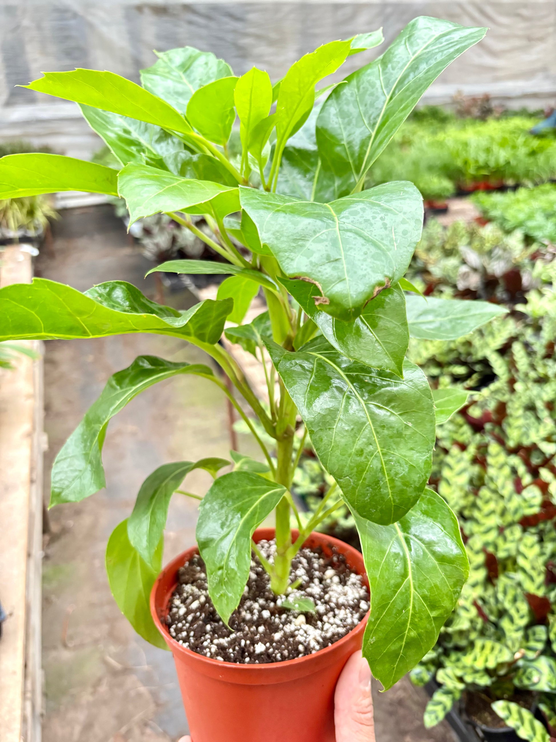 Schefflera Actinophylla potted plant