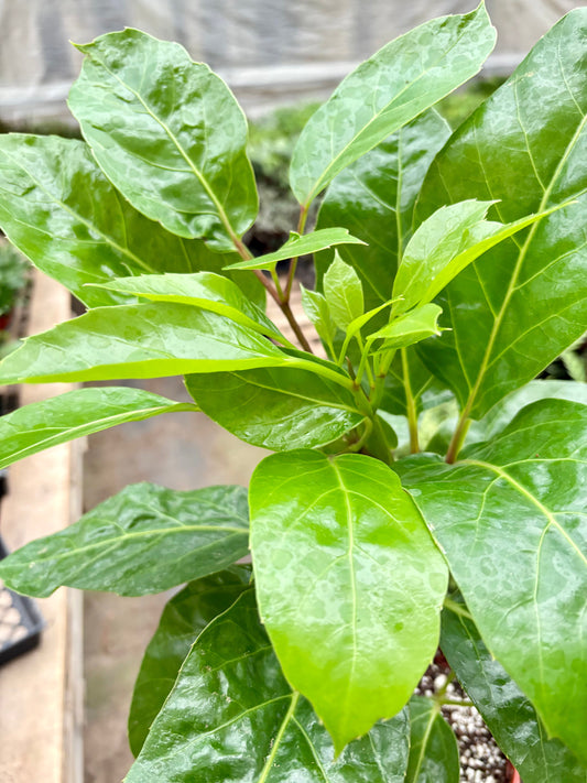Schefflera Actinophylla potted plant