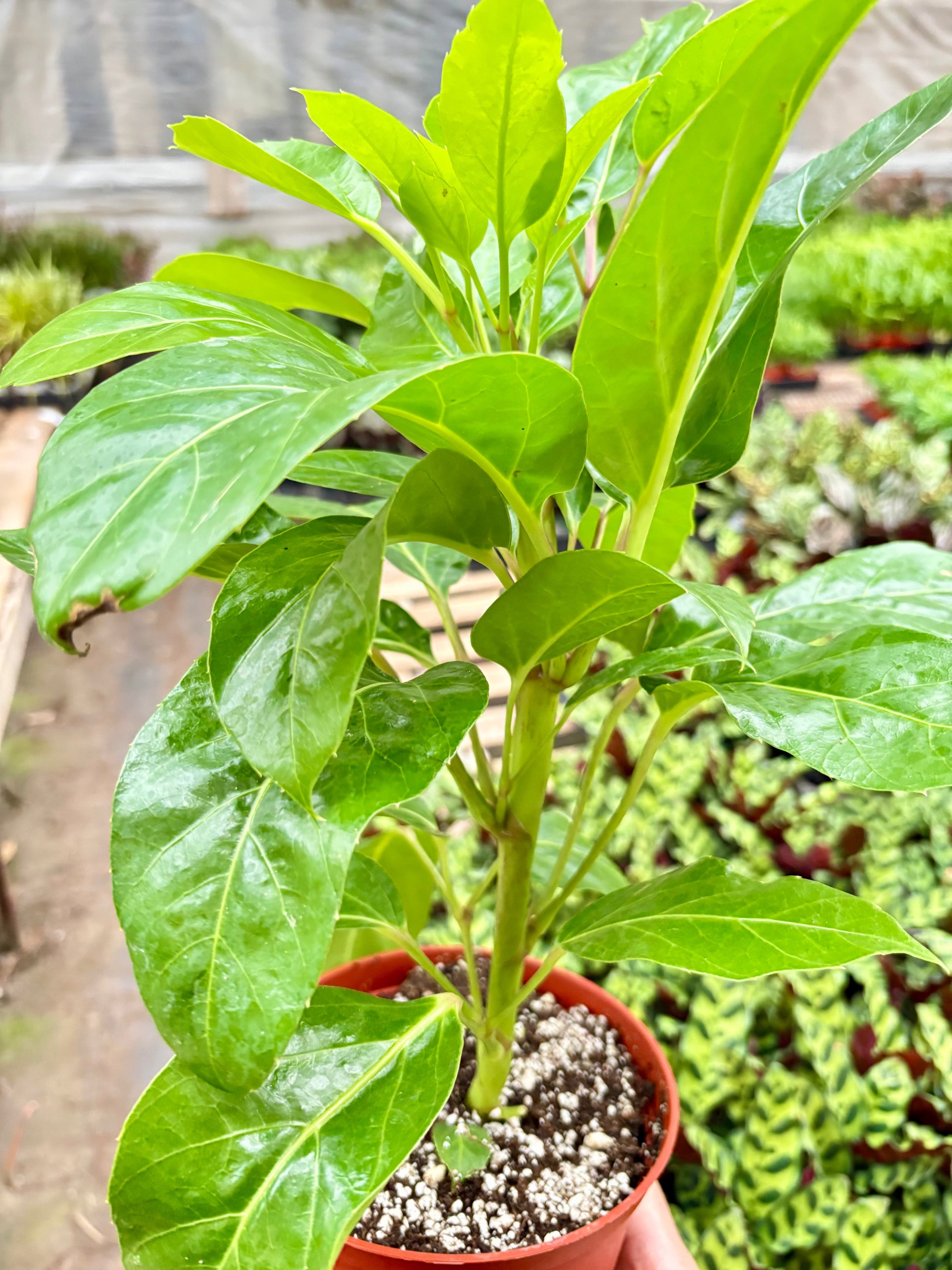 Schefflera Actinophylla potted plant