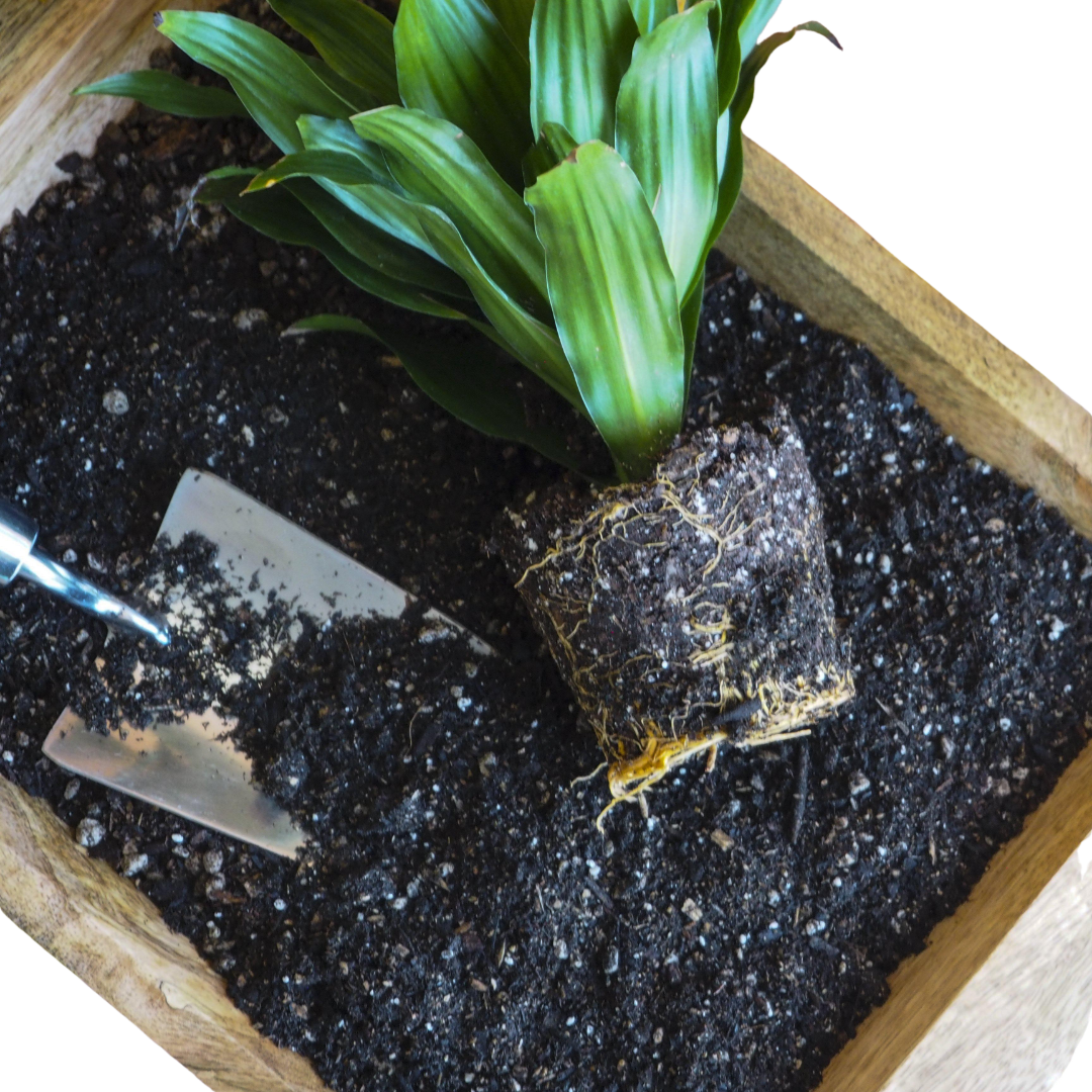 Compressed Coconut Coir potted plant