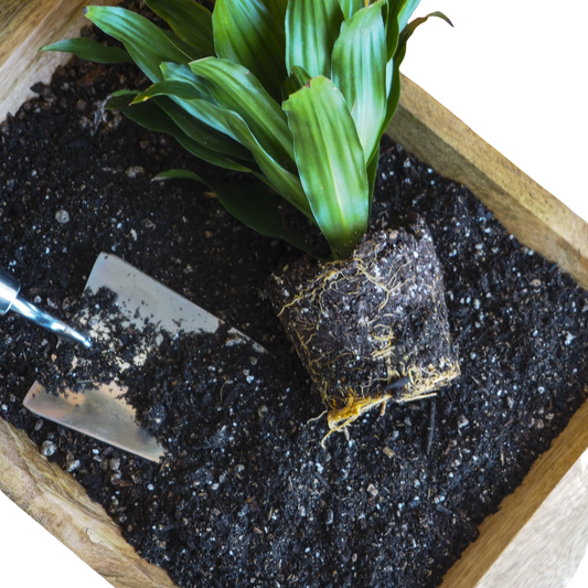 Compressed Coconut Coir potted plant