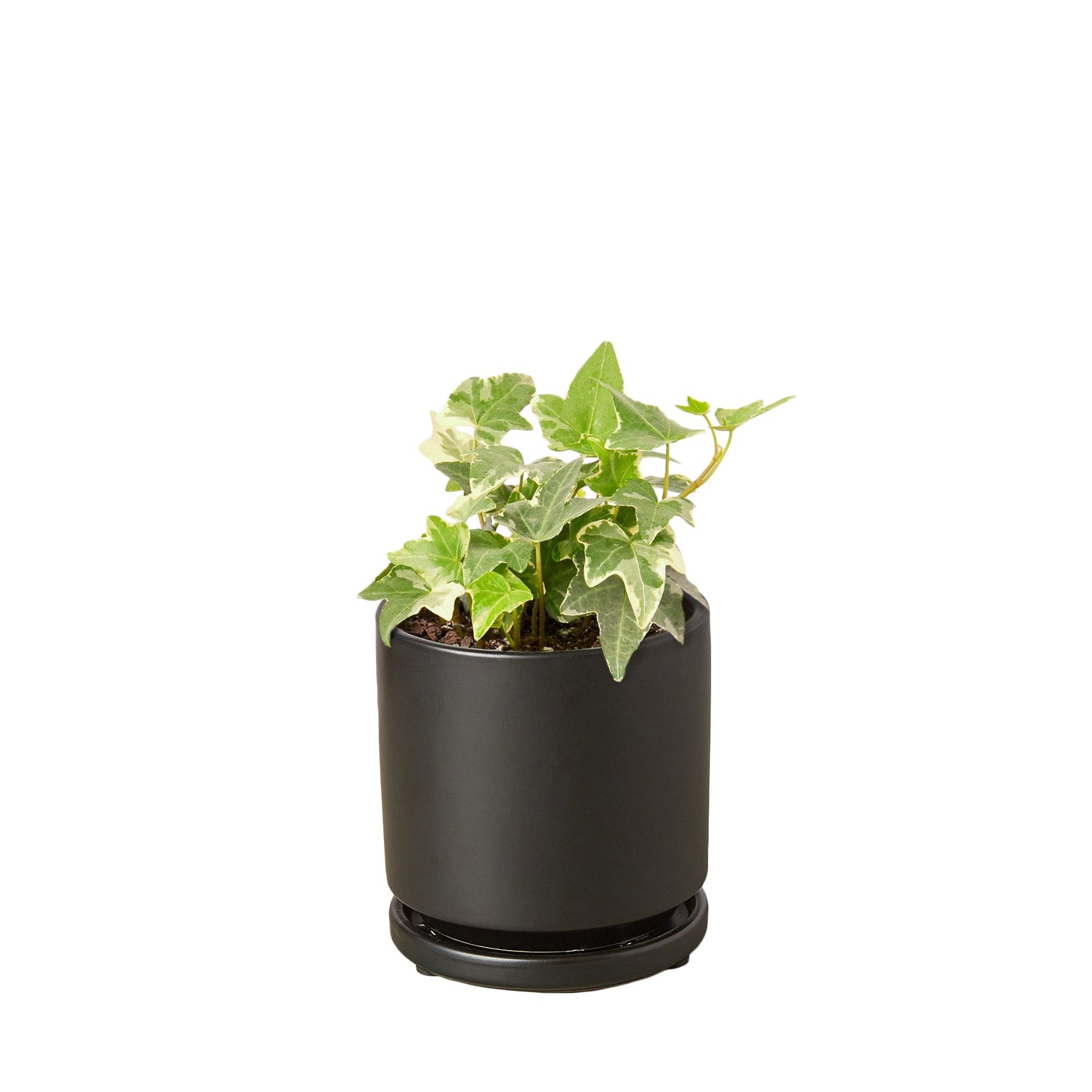English Ivy 'Glacier' potted plant
