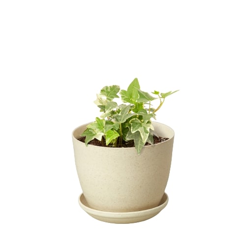 English Ivy 'Glacier' potted plant