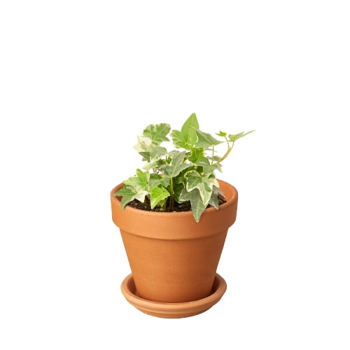 English Ivy 'Glacier' potted plant