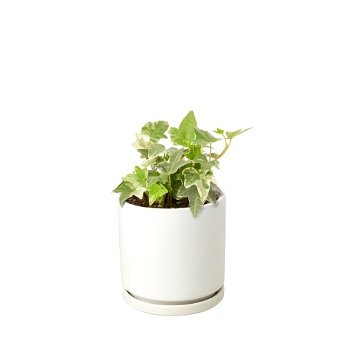 English Ivy 'Glacier' potted plant