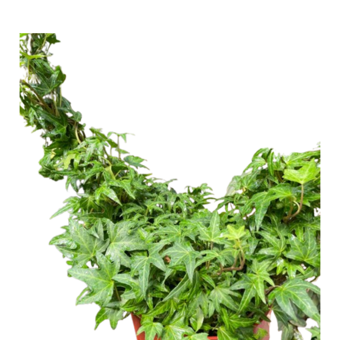 Ivy Green Topiary Heart potted plant