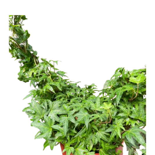 Ivy Green Topiary Heart potted plant