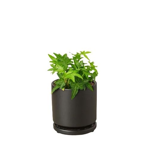 English Ivy Green California potted plant