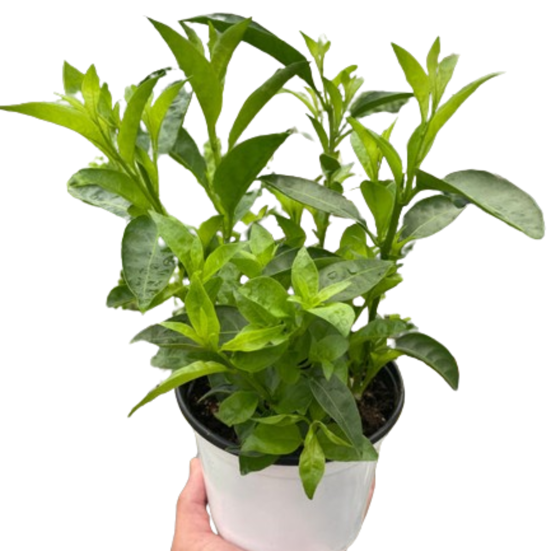 Jasmine Night potted plant