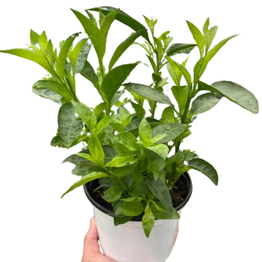 Jasmine Night potted plant