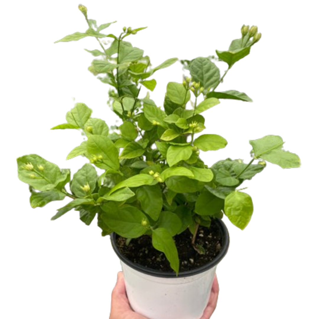 Jasmine Sambac potted plant