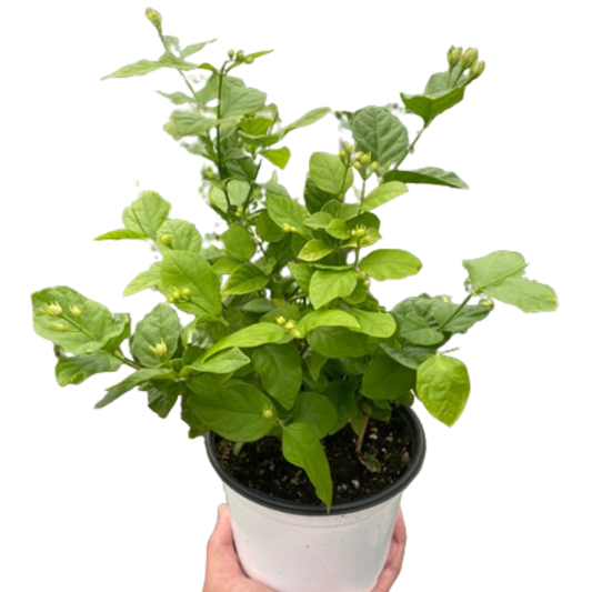 Jasmine Sambac potted plant