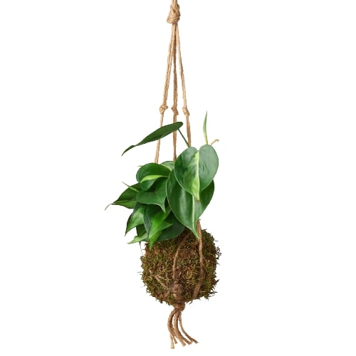 Kokedama Moss Ball Hanging Plant potted plant