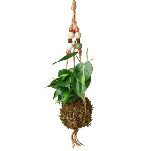 Bead Kokedama Moss Ball Hanging Plant potted plant