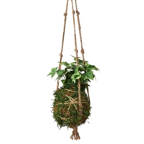 Kokedama Moss Ball Hanging Plant potted plant