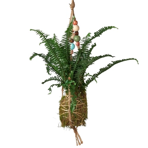 Bead Kokedama Moss Ball Hanging Plant potted plant