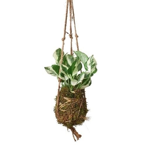 Kokedama Moss Ball Hanging Plant potted plant