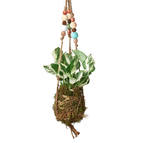 Bead Kokedama Moss Ball Hanging Plant potted plant
