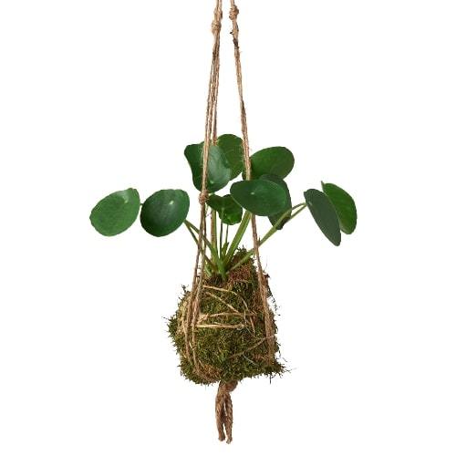 Kokedama Moss Ball Hanging Plant potted plant