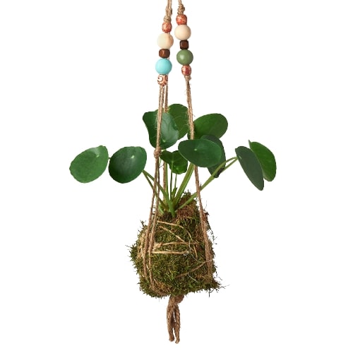 Bead Kokedama Moss Ball Hanging Plant potted plant