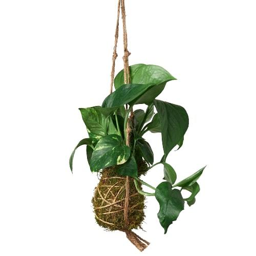 Kokedama Moss Ball Hanging Plant potted plant