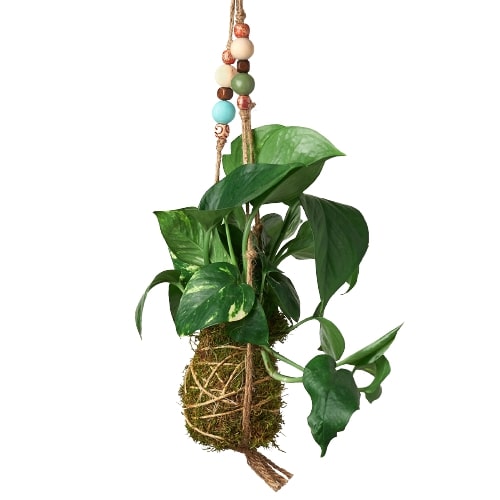 Bead Kokedama Moss Ball Hanging Plant potted plant