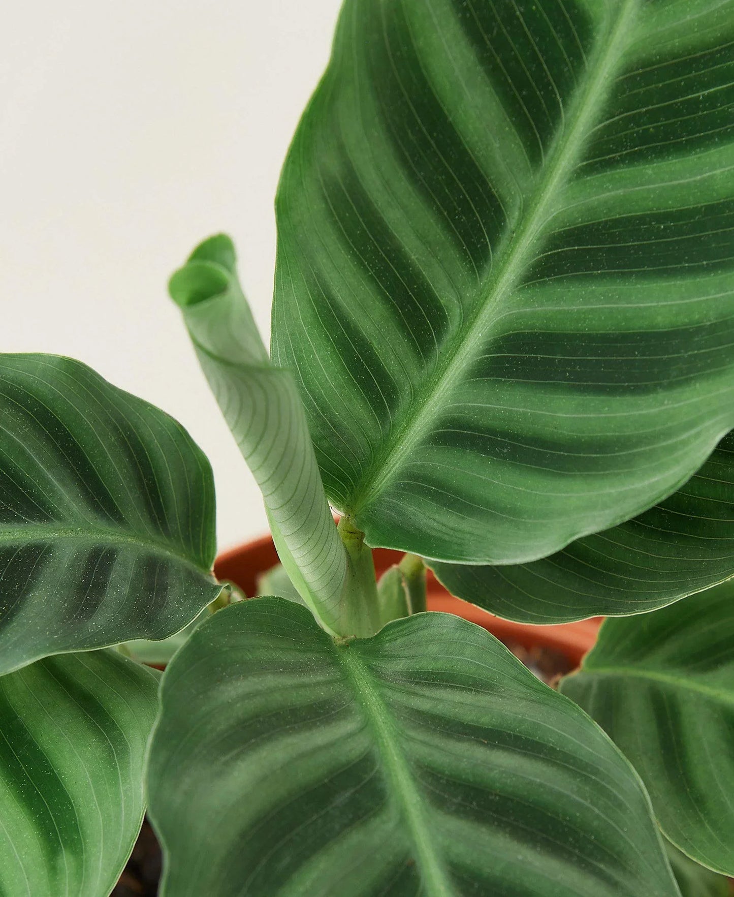 Calathea 'Zebrina' 4" potted plant
