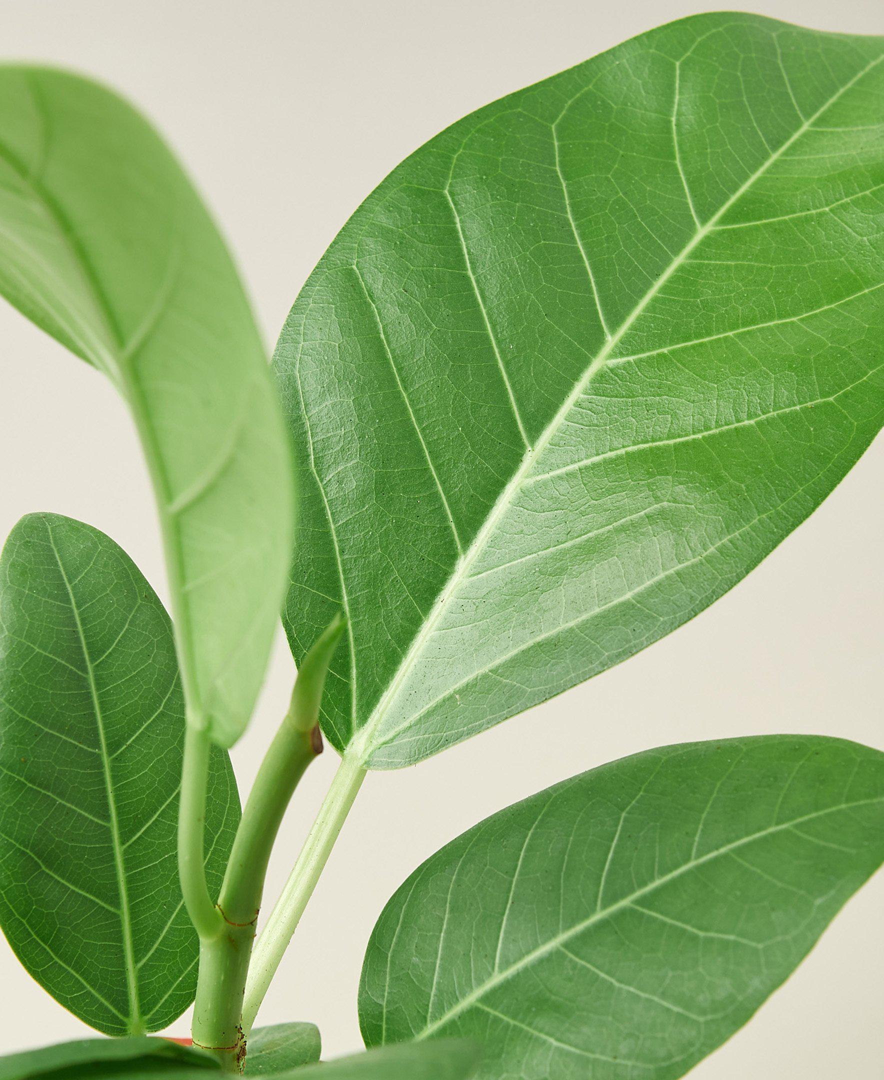 Ficus 'Audrey' potted plant