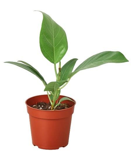 Ficus 'Audrey' potted plant