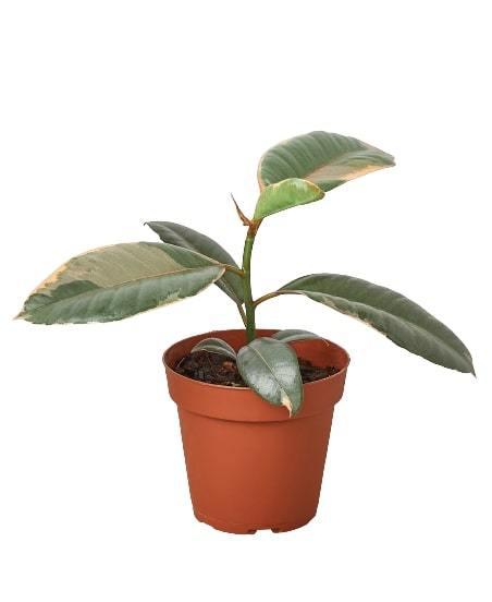 Ficus Elastica 'Ruby Pink' potted plant
