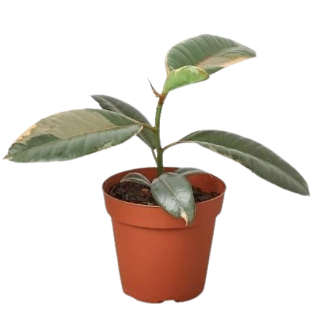 Ficus Elastica 'Ruby Pink' 6" potted plant