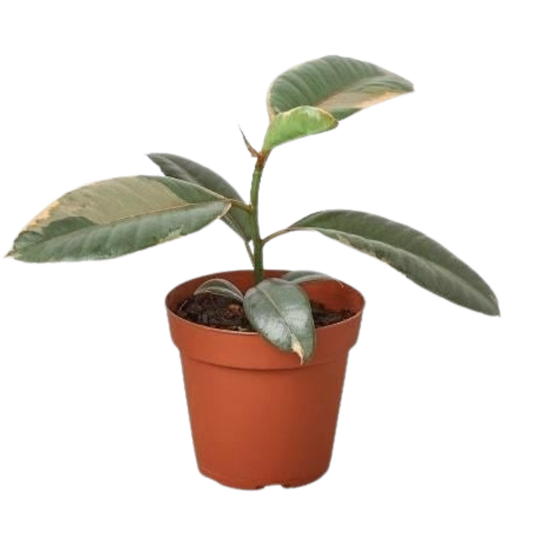 Ficus Elastica 'Ruby Pink' 4" potted plant