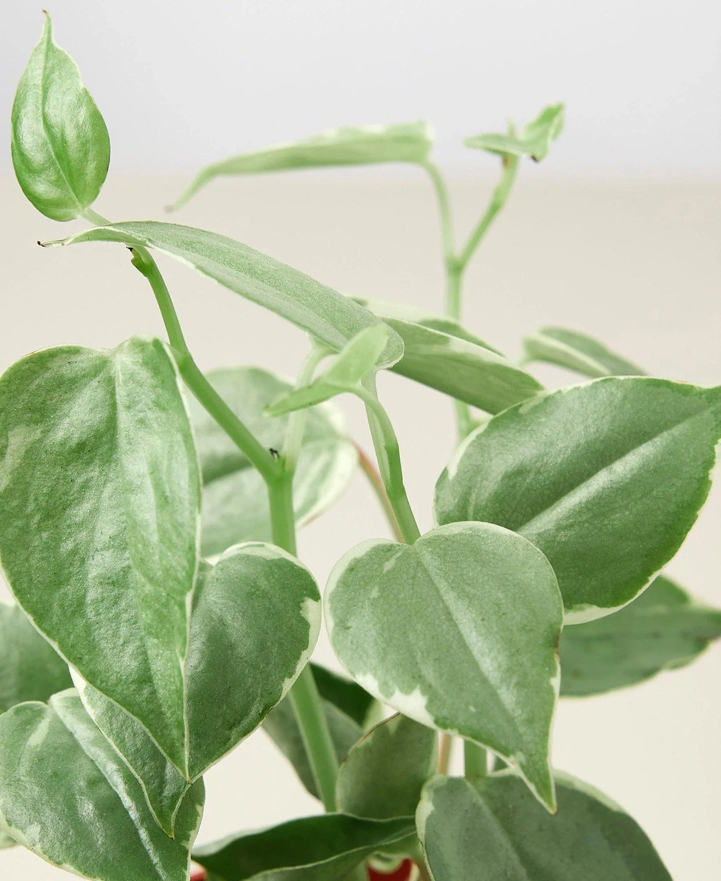Peperomia 'Cupid' potted plant